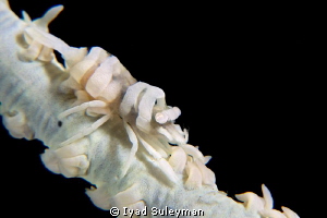 Whip coral partner shrimp by Iyad Suleyman 